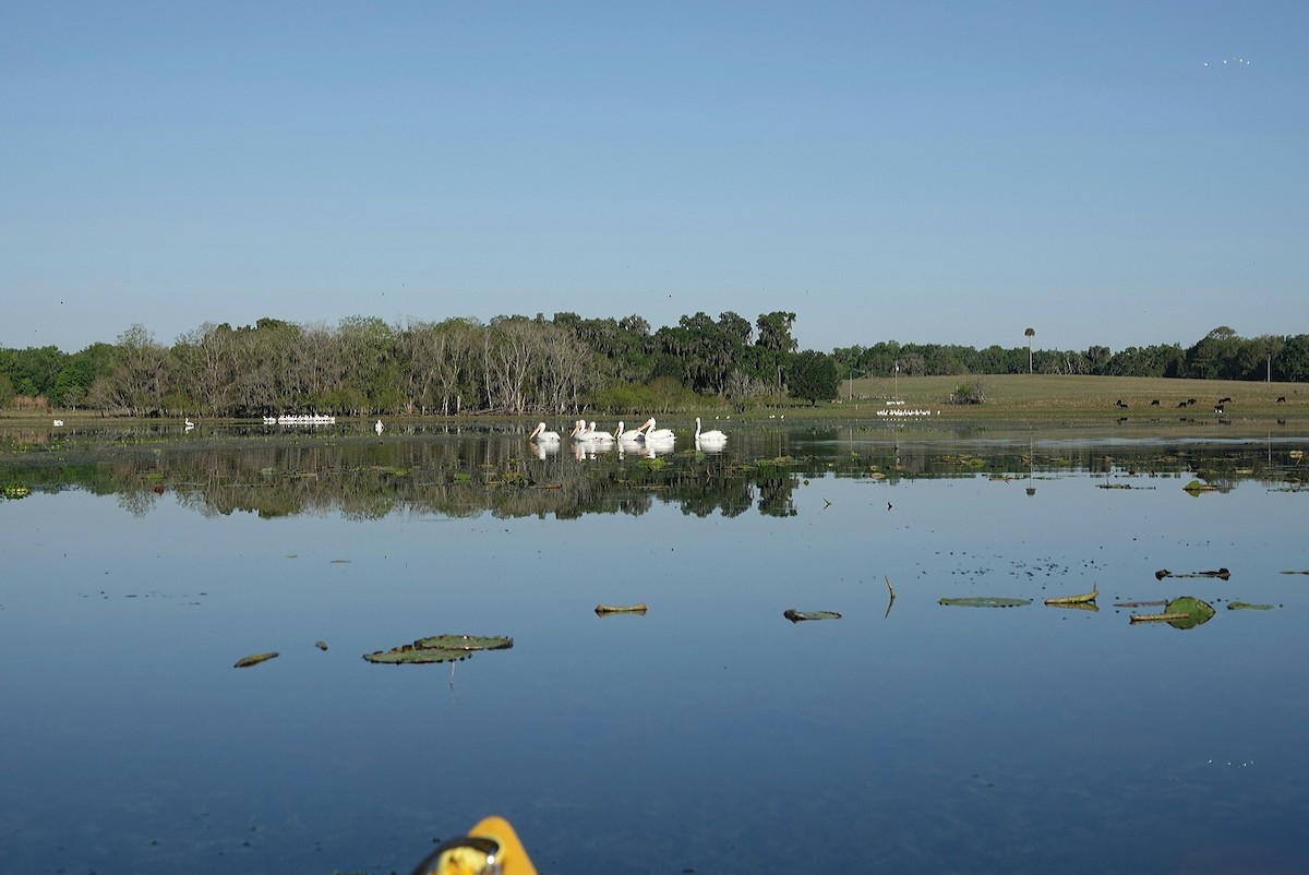 Pélican d'Amérique - ML429529081