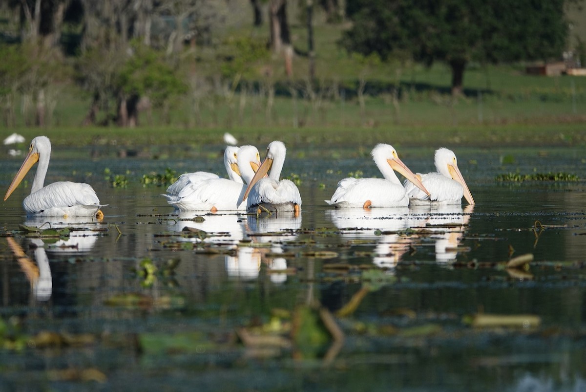 American White Pelican - ML429529311