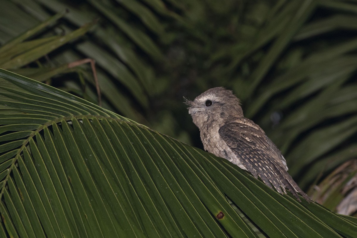 Marbled Frogmouth (Plumed) - ML429529991