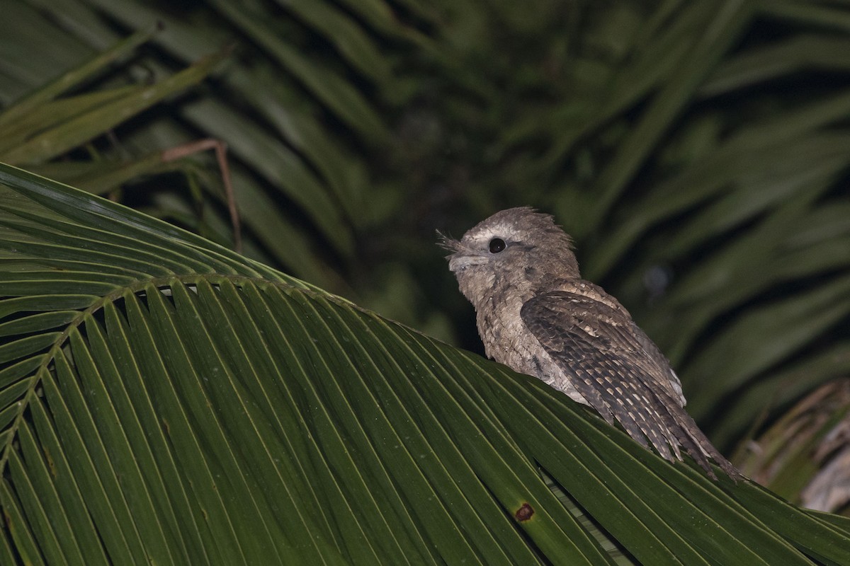 Marbled Frogmouth (Plumed) - ML429529991