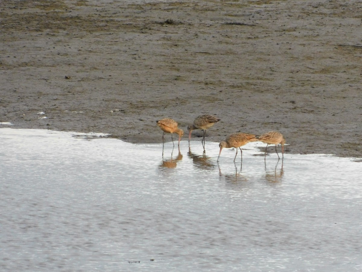 Marbled Godwit - ML429530621