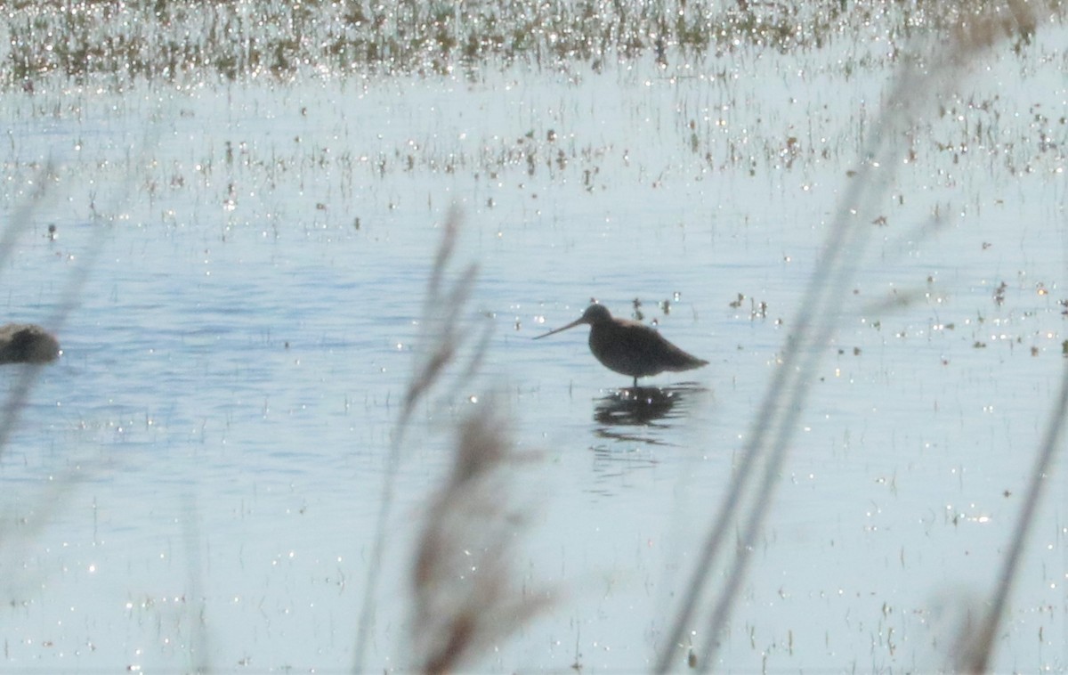 Bar-tailed Godwit - ML429533971