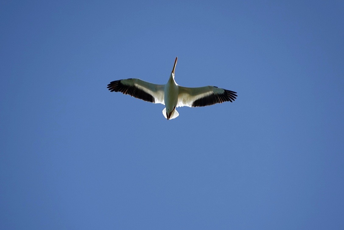 American White Pelican - ML429534181