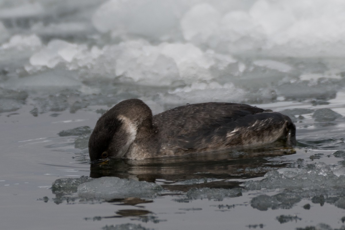 Red-necked Grebe - ML429536661