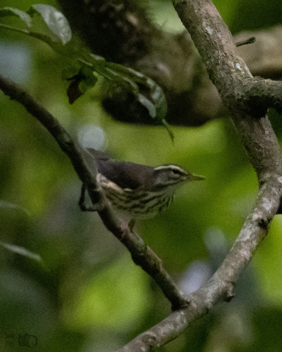 Louisiana Waterthrush - ML429538591