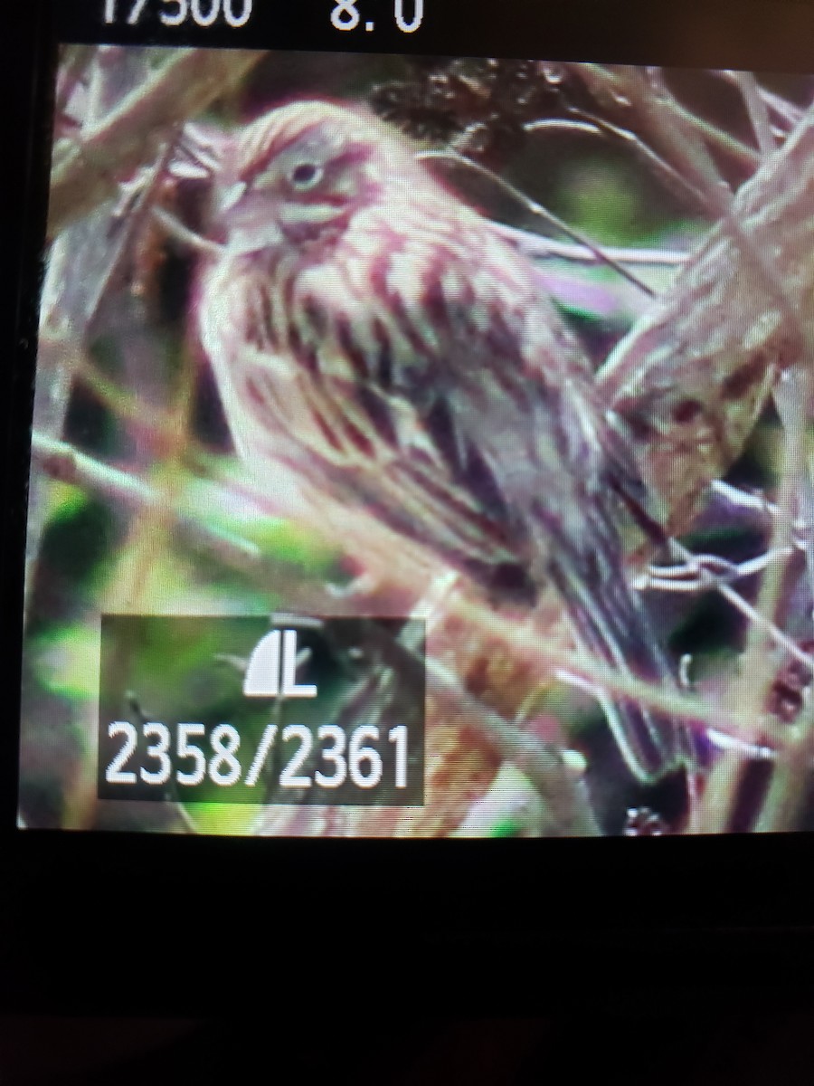 Vesper Sparrow - ML429539081