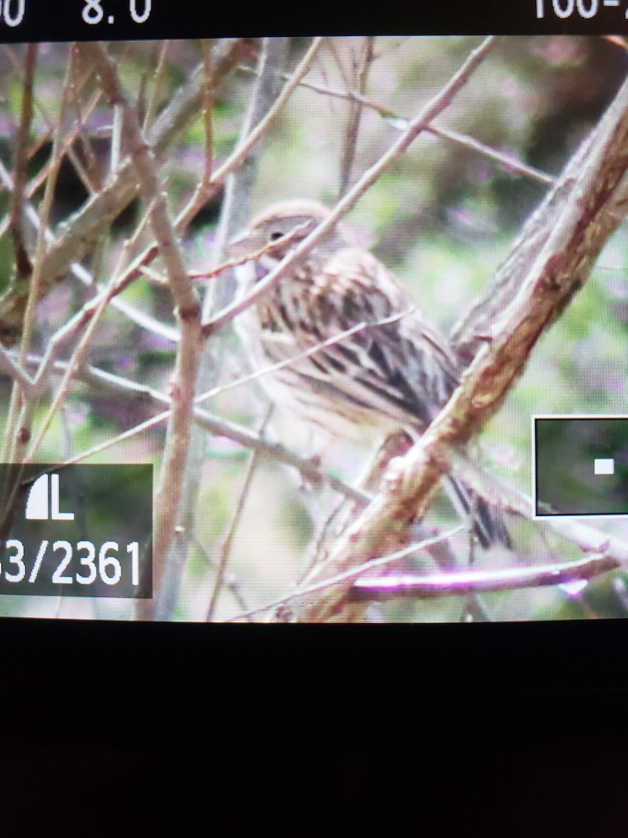 Vesper Sparrow - ML429539141