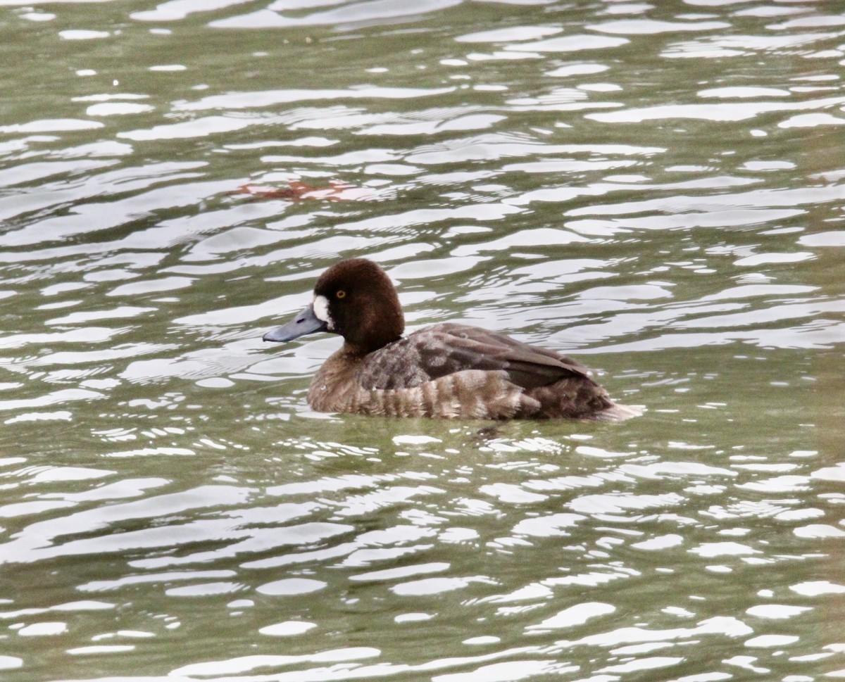 Lesser Scaup - ML429539621