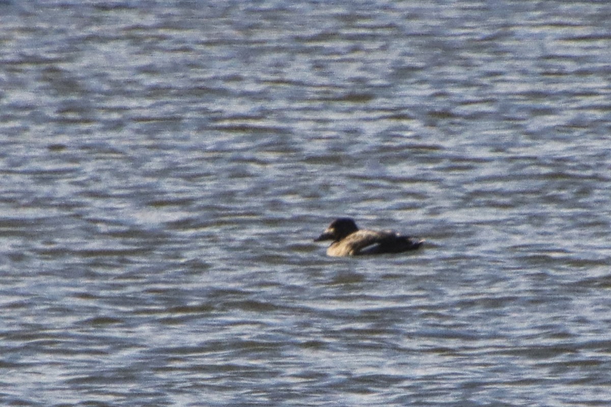 White-winged Scoter - ML429541881