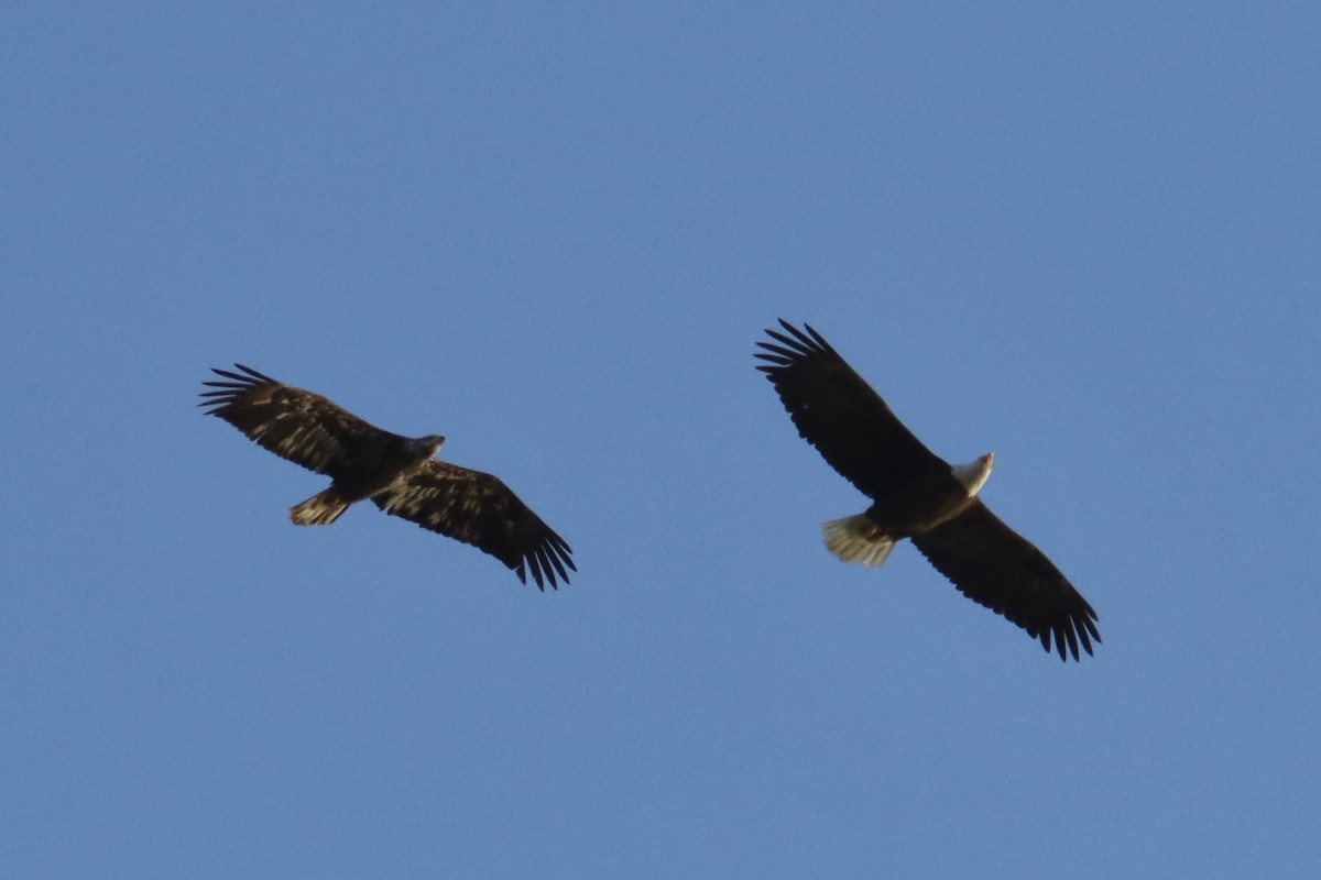 Bald Eagle - ML429542311
