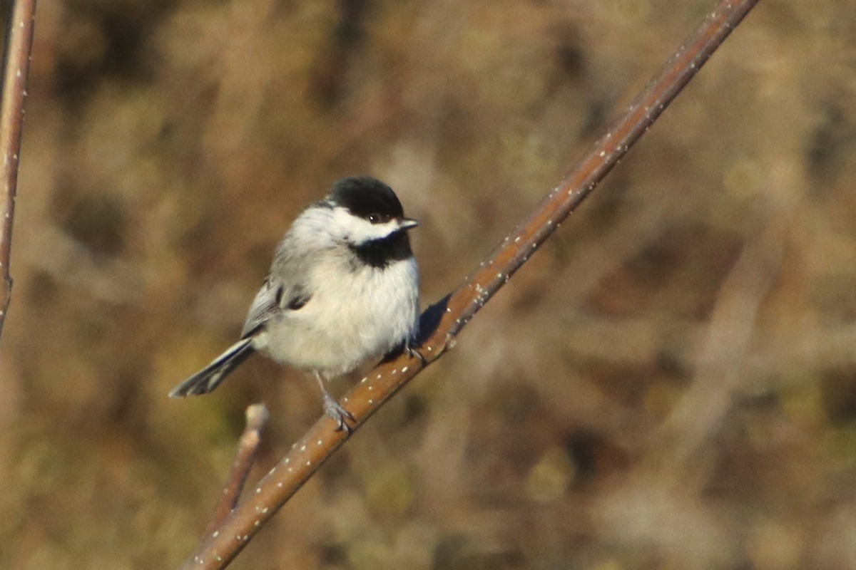 Carolina Chickadee - ML429542431