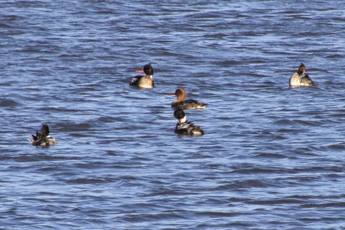 Common Merganser - ML429543301
