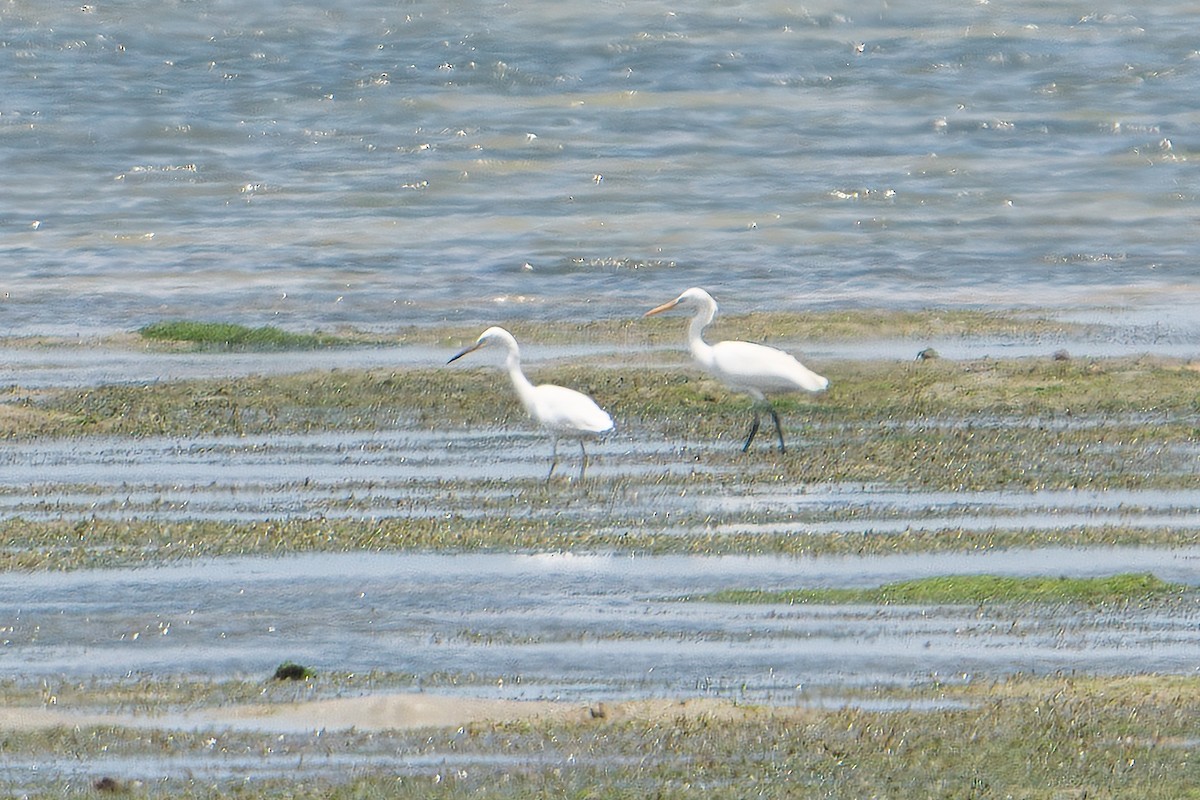 Chinese Egret - Jared HJ Tan