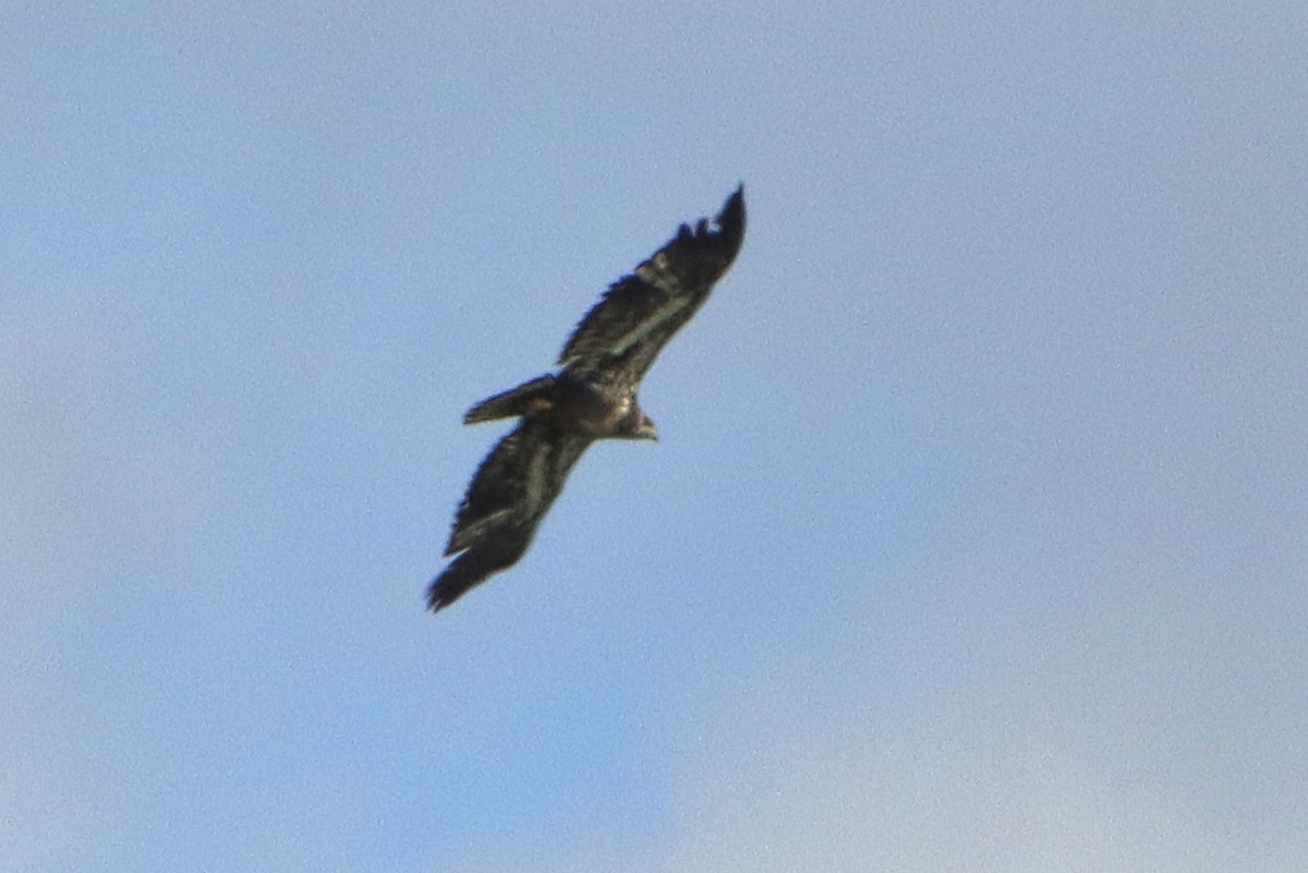 Bald Eagle - ML429544051