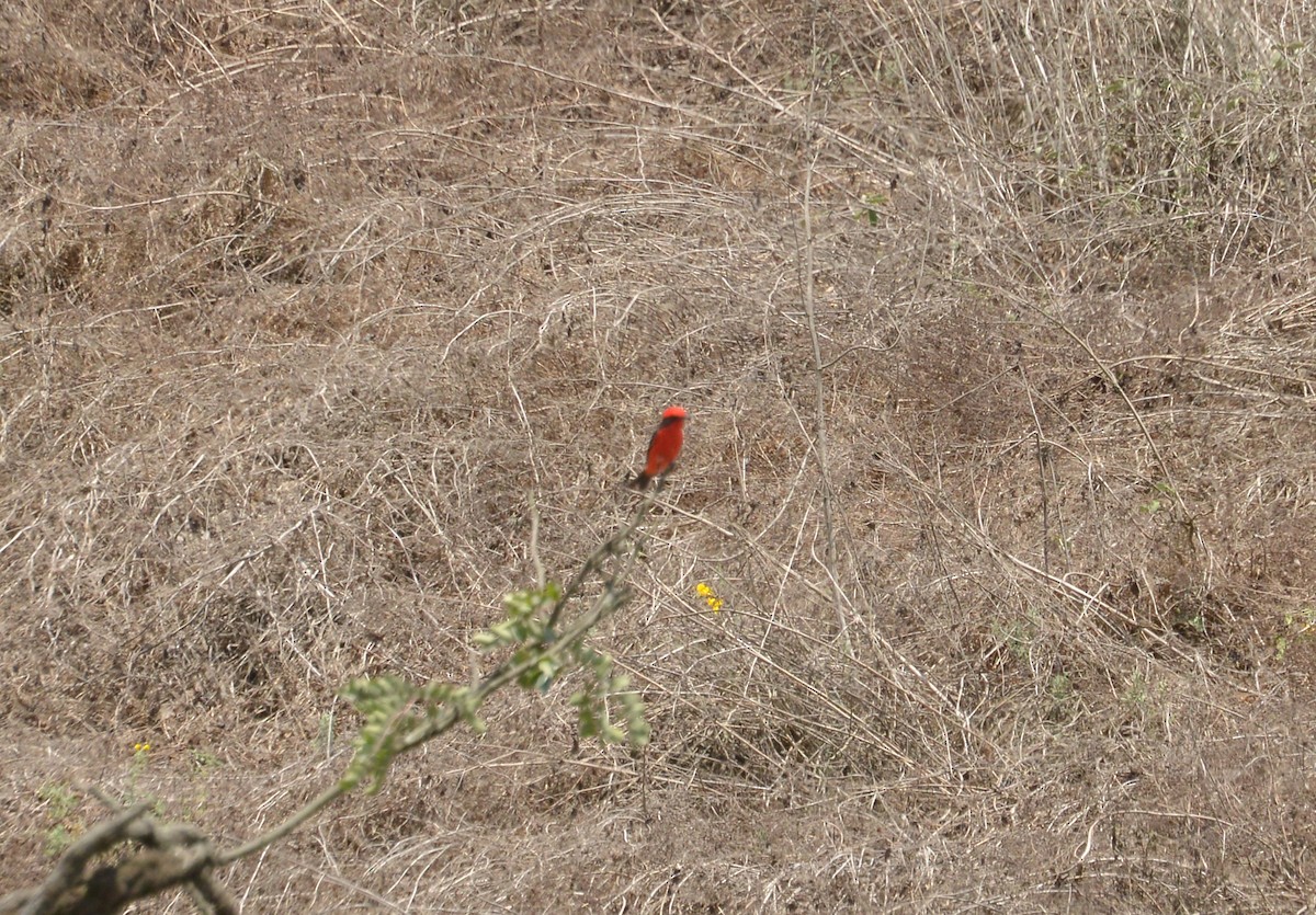 Vermilion Flycatcher - ML429545571