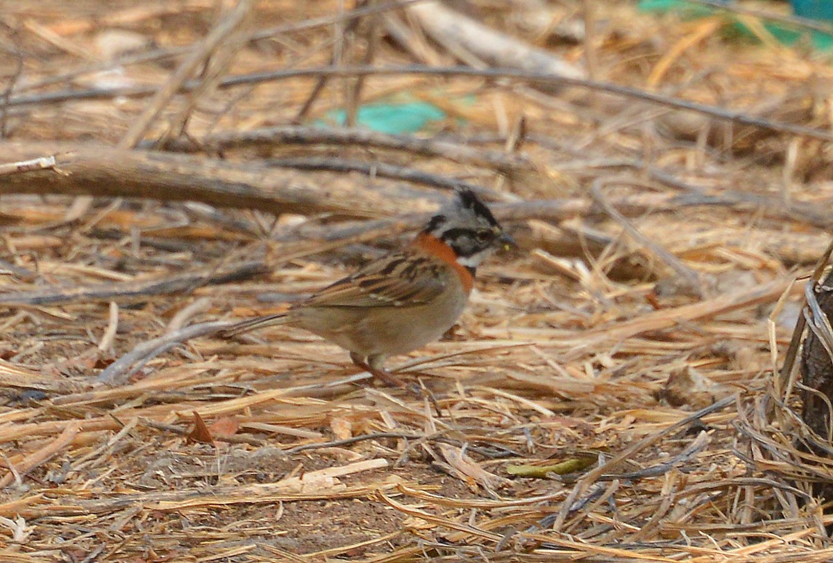 Rufous-collared Sparrow - Bill Telfair