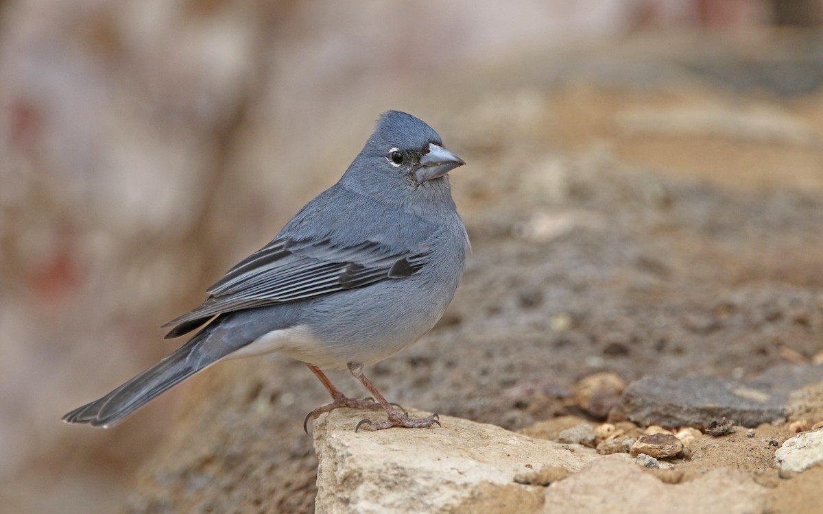 Tenerife Blue Chaffinch - Christoph Moning