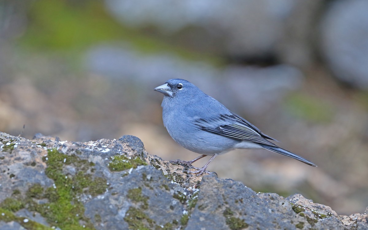 Tenerife Blue Chaffinch - ML429546021