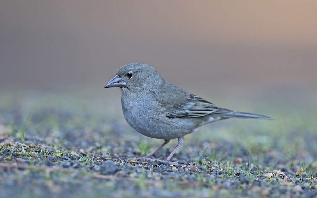 Tenerife Blue Chaffinch - ML429546041