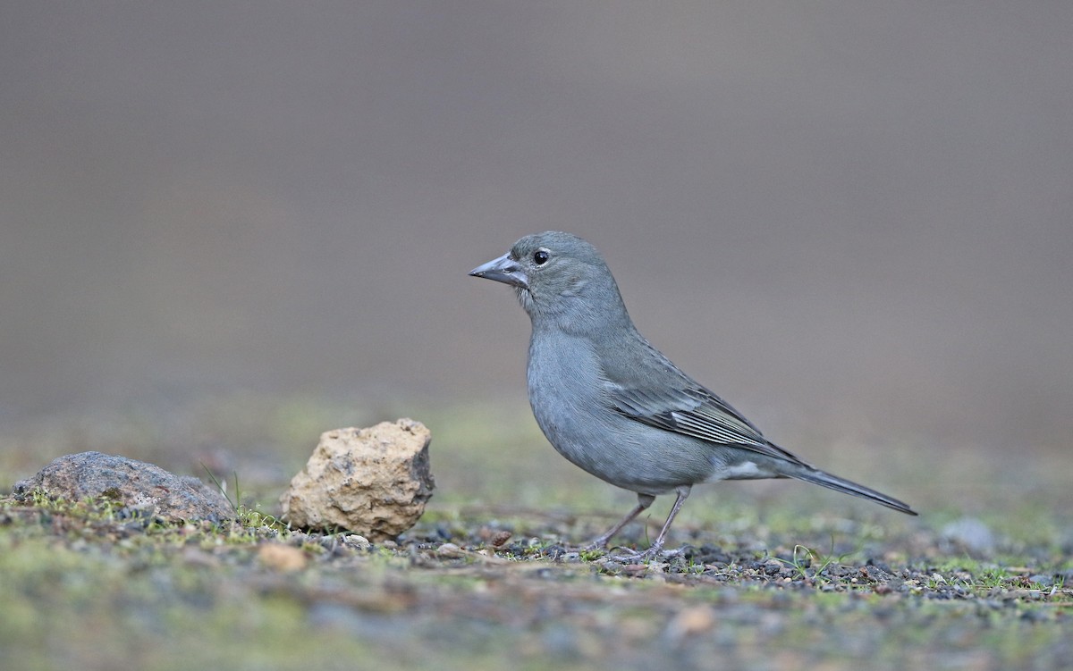 Tenerife Blue Chaffinch - ML429546051