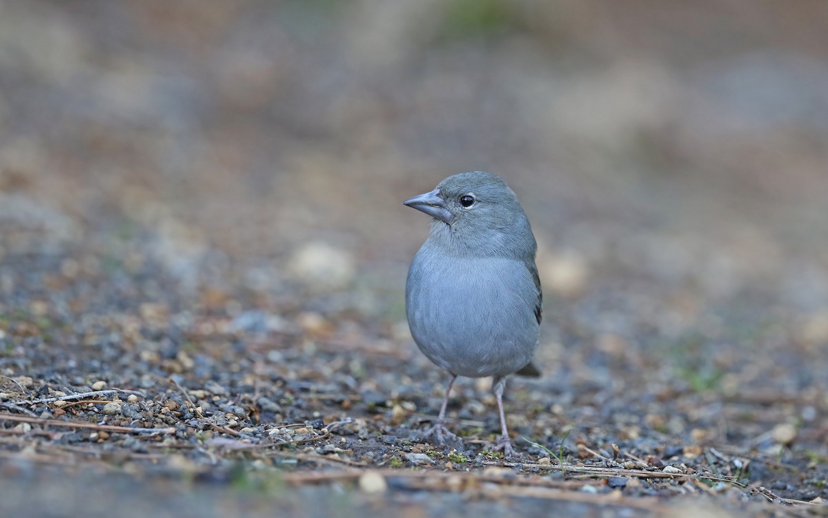 Tenerife Blue Chaffinch - ML429546061