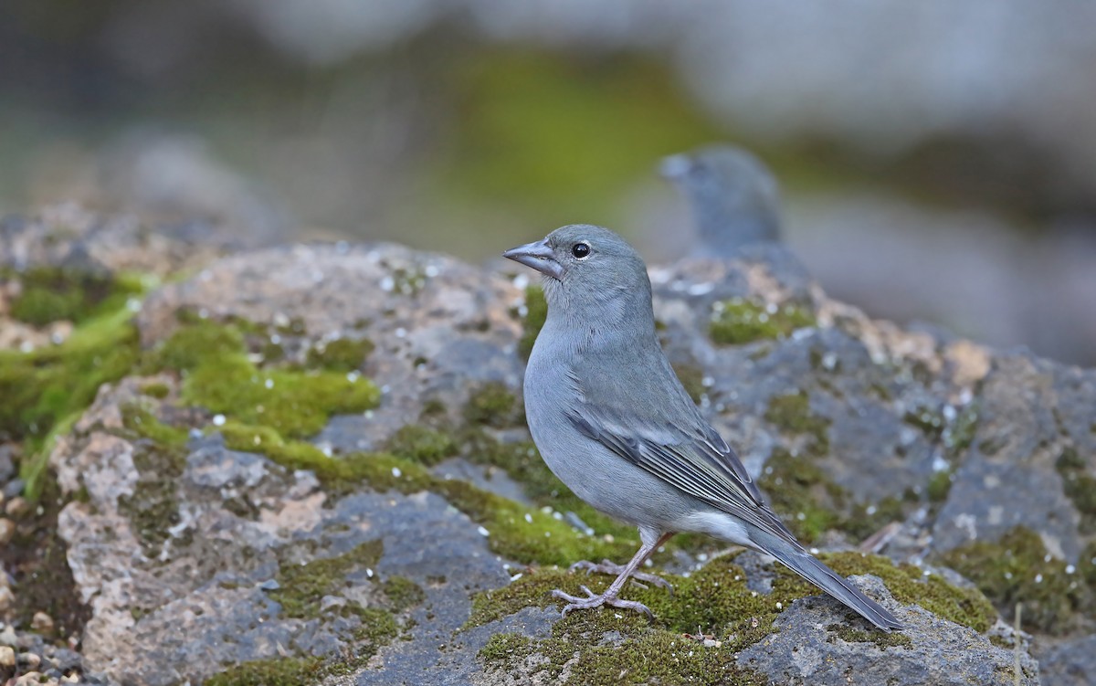 Tenerife Blue Chaffinch - ML429546071