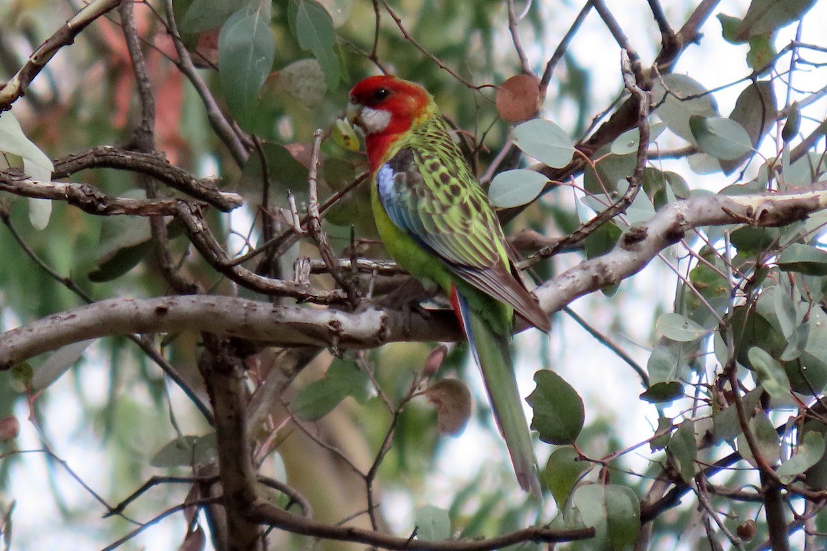 Eastern Rosella - ML429546381