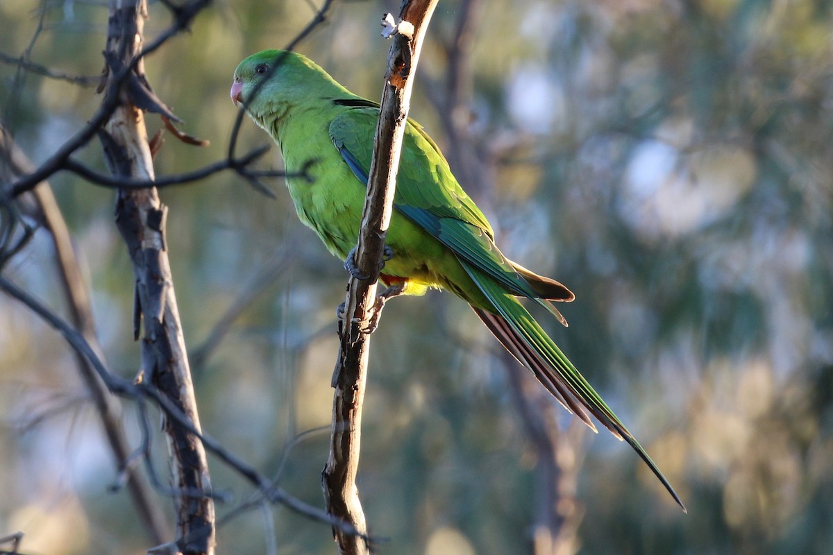 Superb Parrot - ML429546391