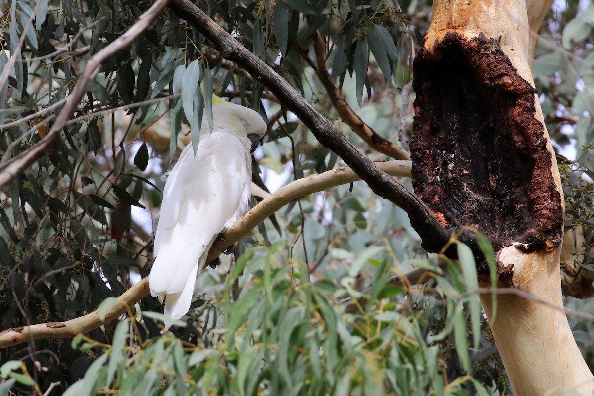 Sulphur-crested Cockatoo - ML429546411