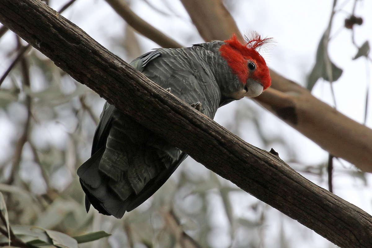 Gang-gang Cockatoo - ML429546481