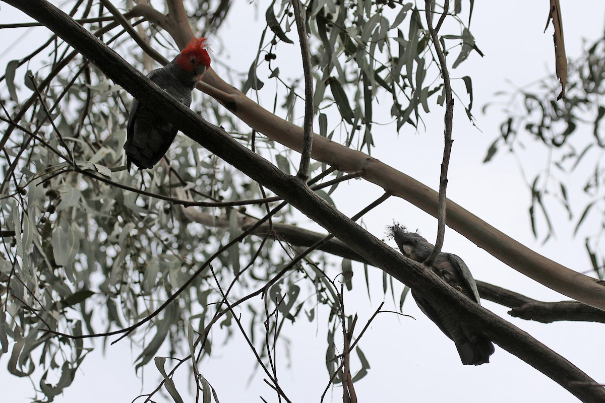 Gang-gang Cockatoo - ML429546561