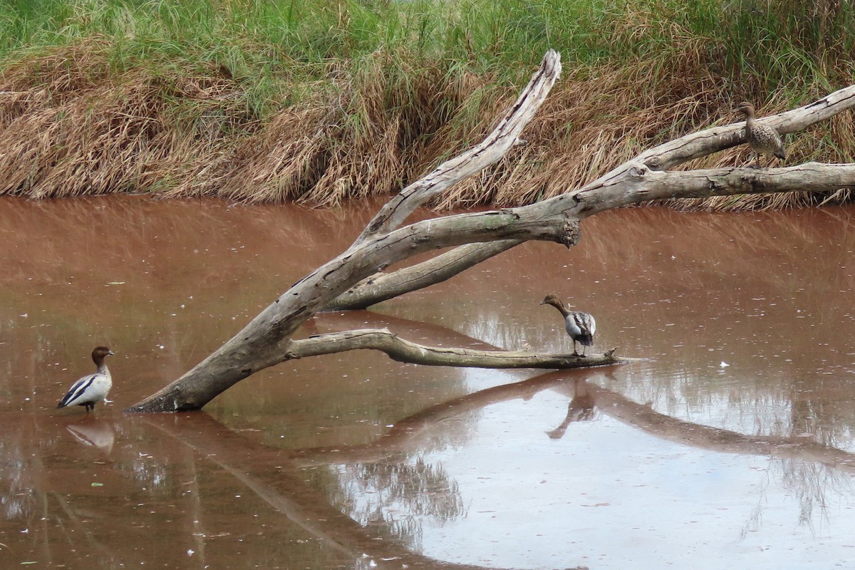 Maned Duck - ML429546631