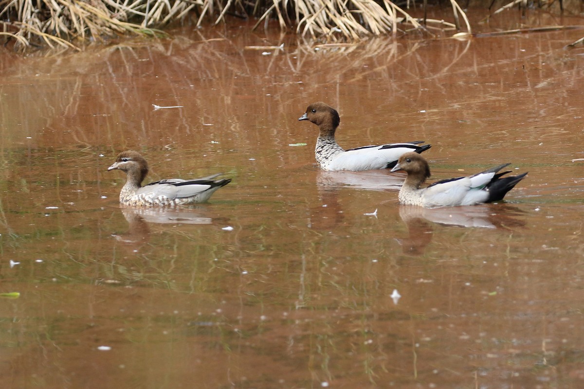 Maned Duck - ML429546651