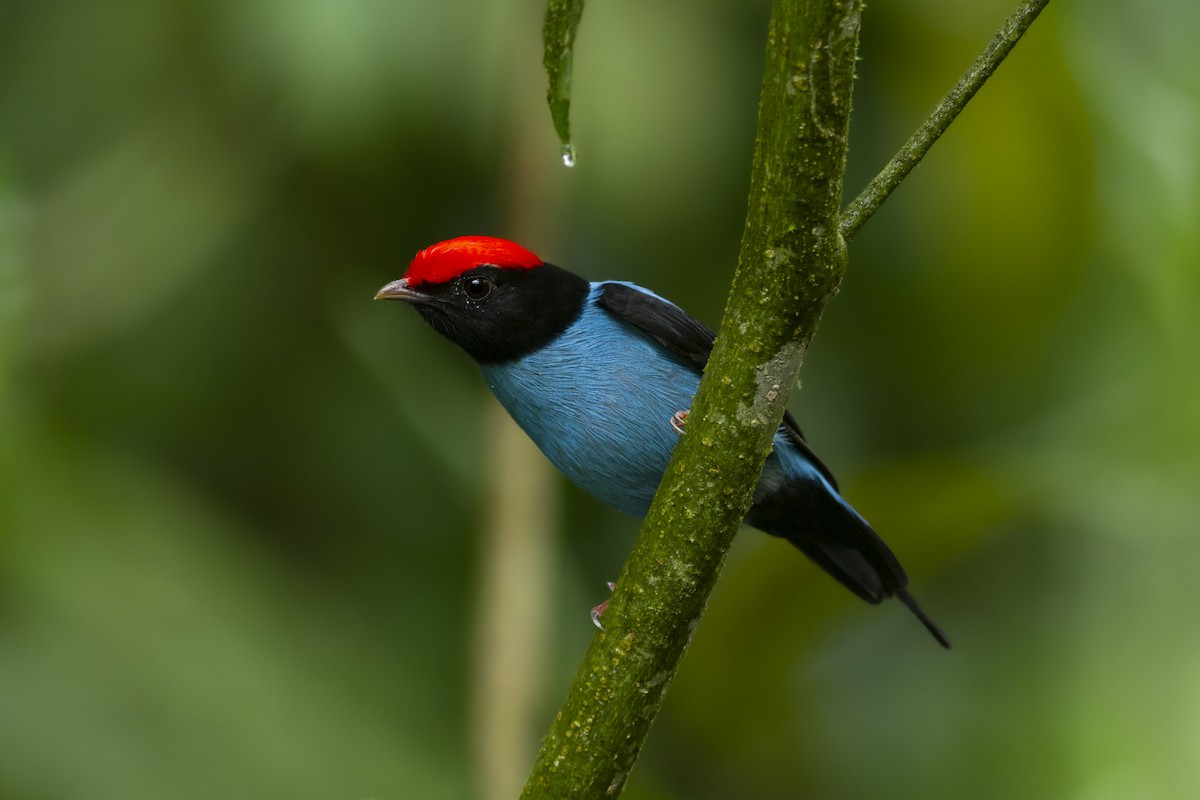 Swallow-tailed Manakin - ML429546991