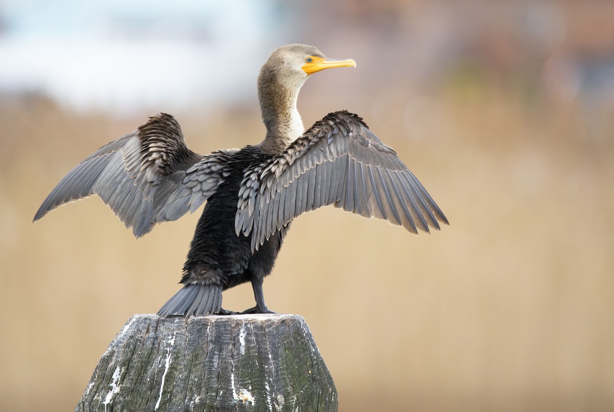 Cormorán Orejudo - ML429547821