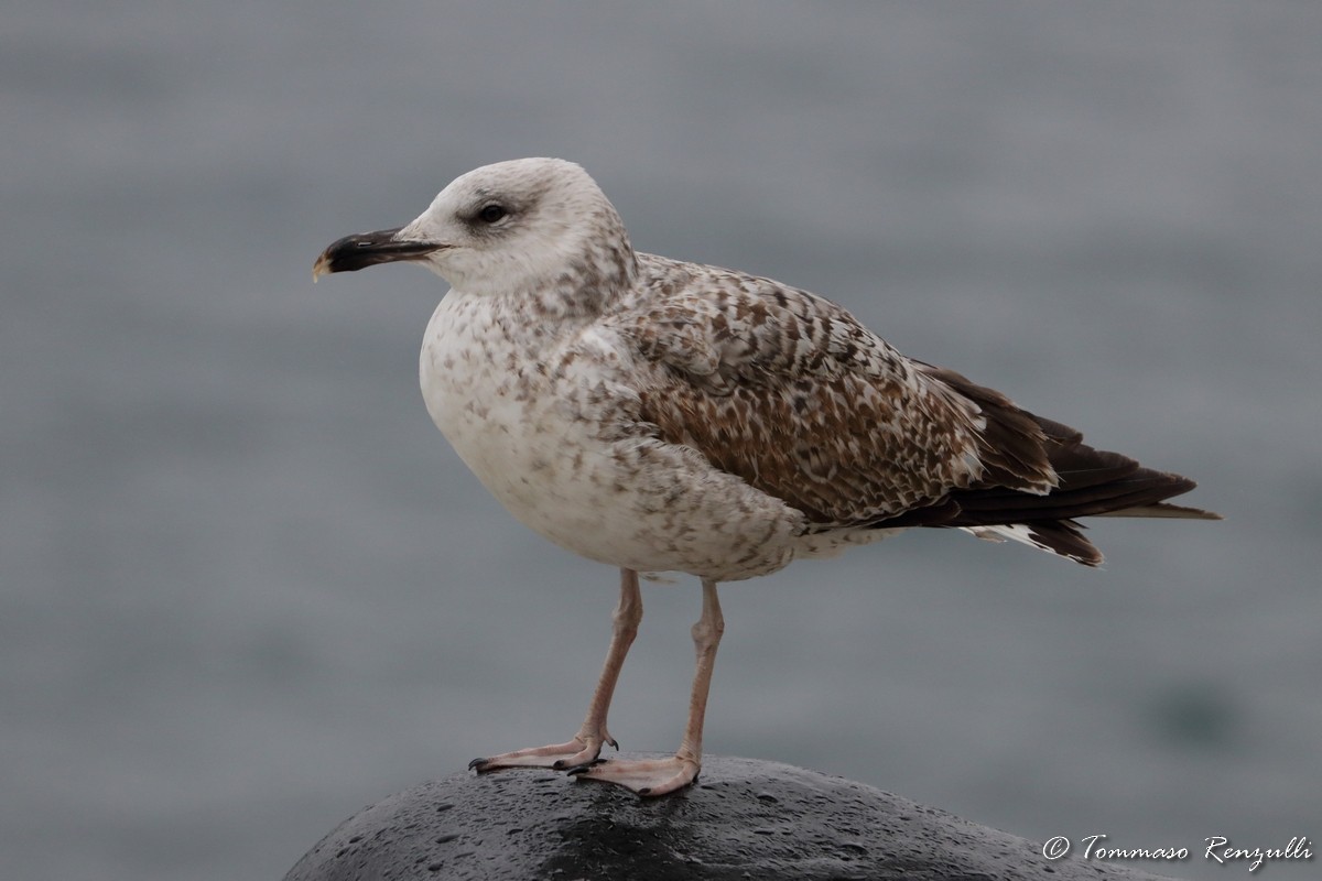 Yellow-legged Gull - ML429548001