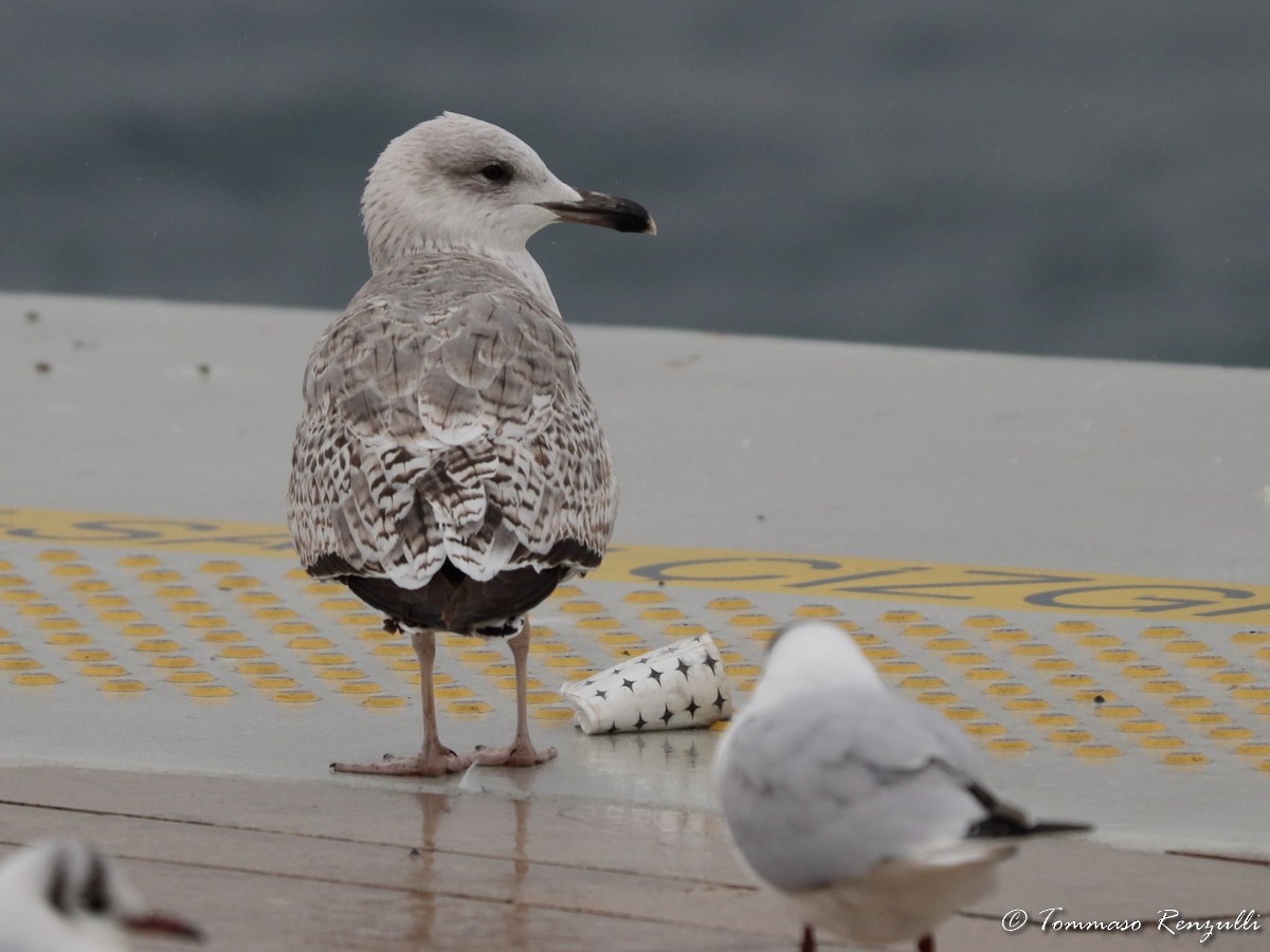 Yellow-legged Gull - ML429548021