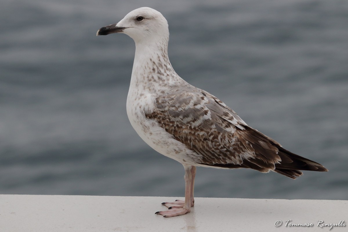 Yellow-legged Gull - ML429548031