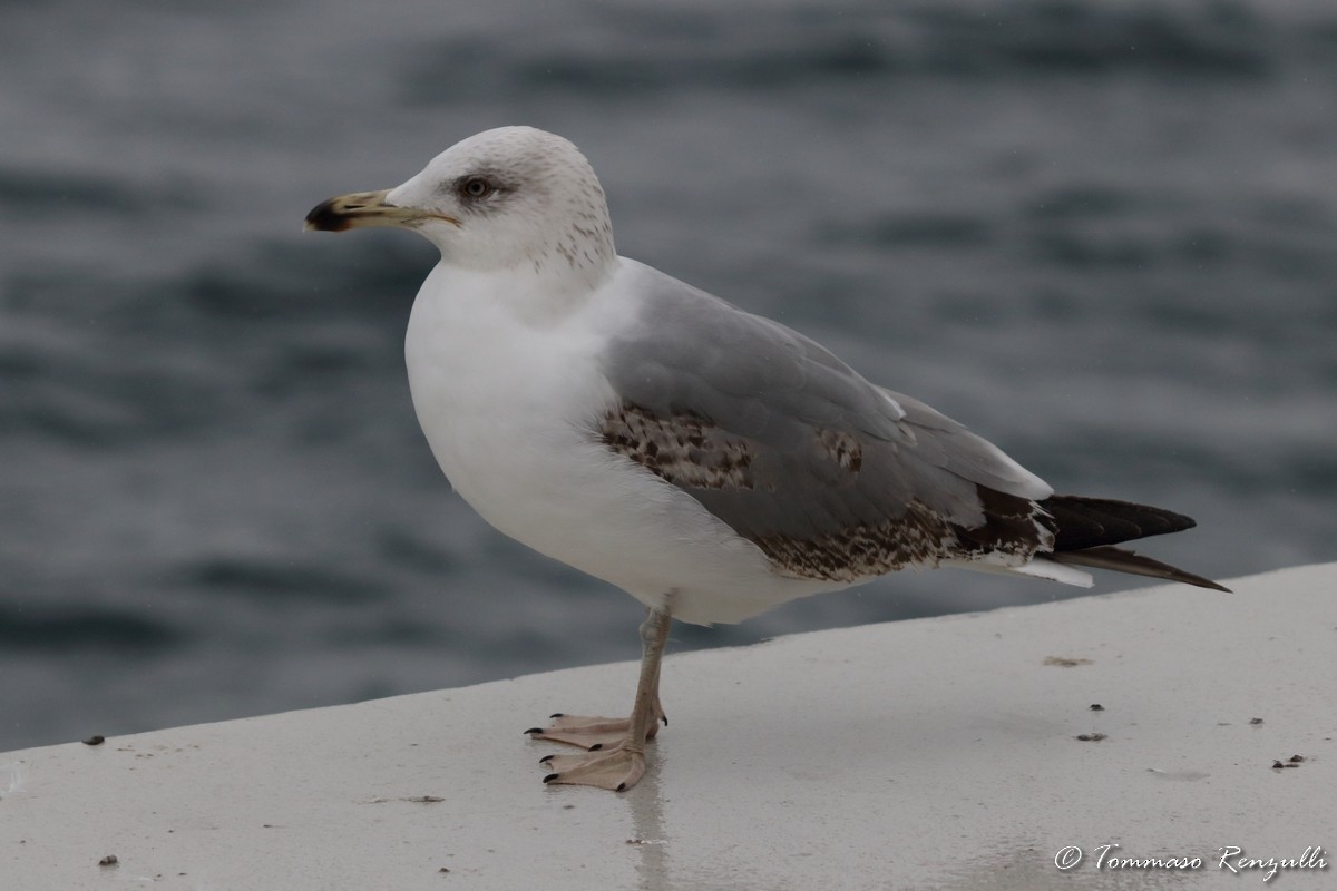 Yellow-legged Gull - ML429548041