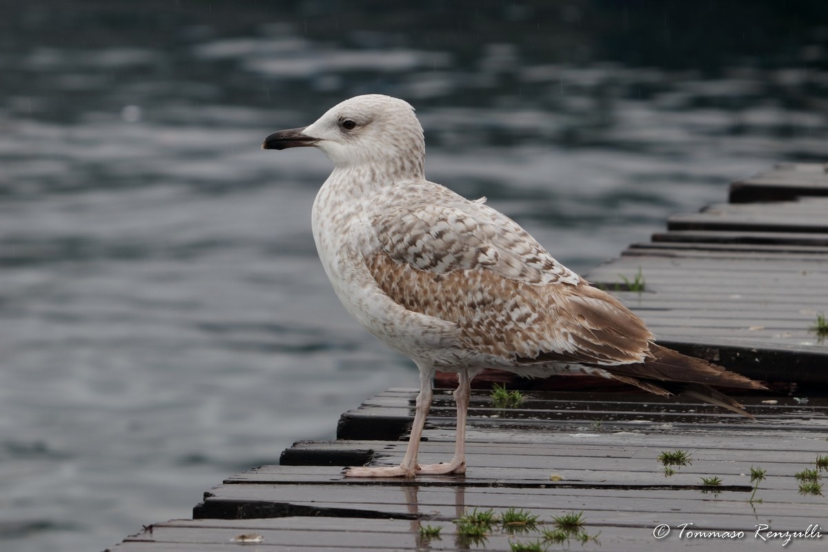 Yellow-legged Gull - ML429548051