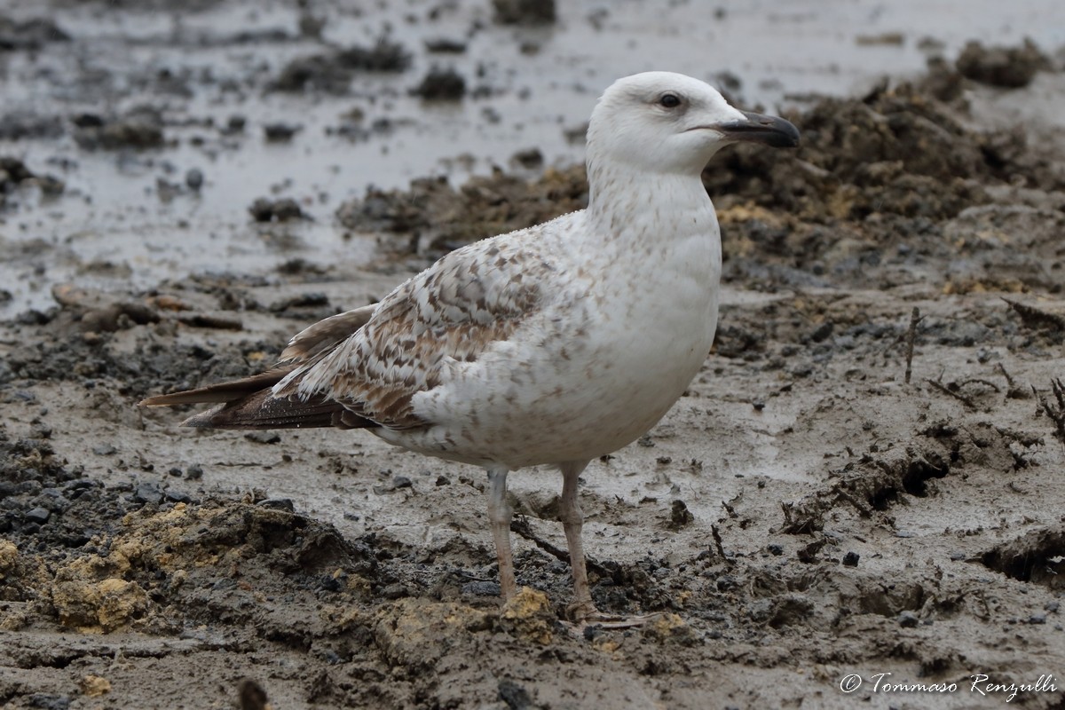 Goéland leucophée - ML429548061