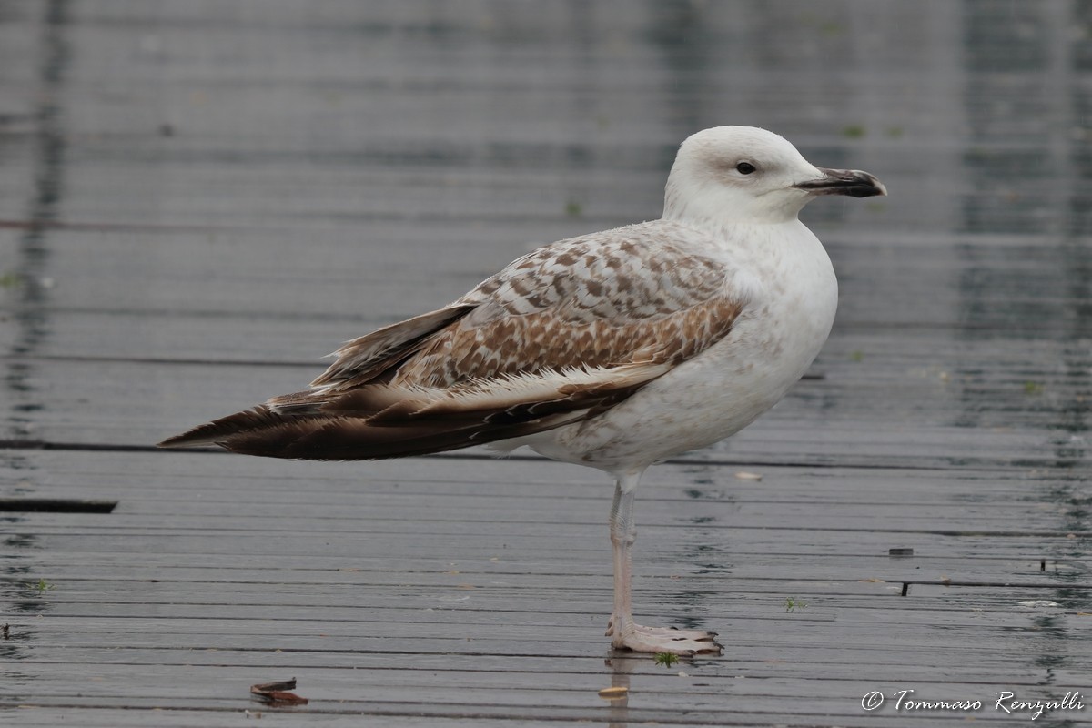 Caspian/Yellow-legged Gull - ML429548291