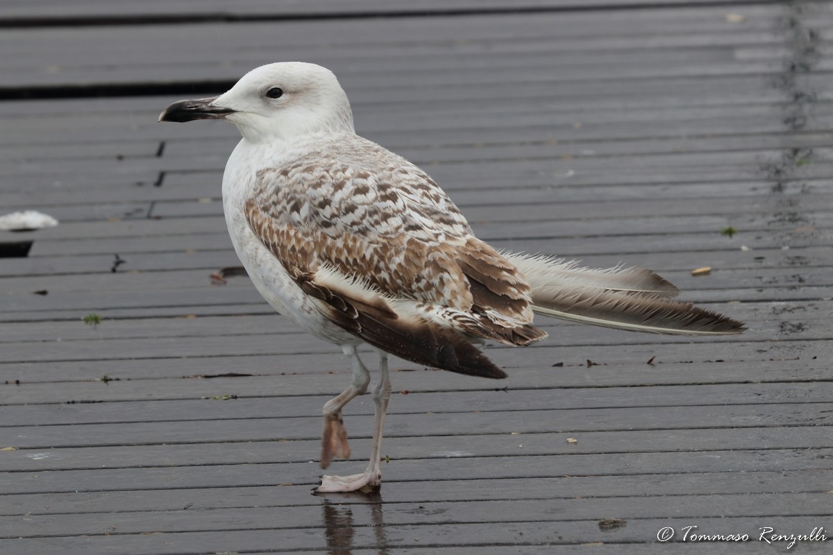 Caspian/Yellow-legged Gull - Tommaso Renzulli