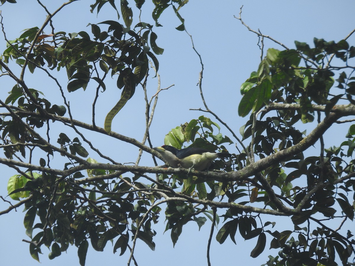 White-mantled Barbet - Natalia Yepes