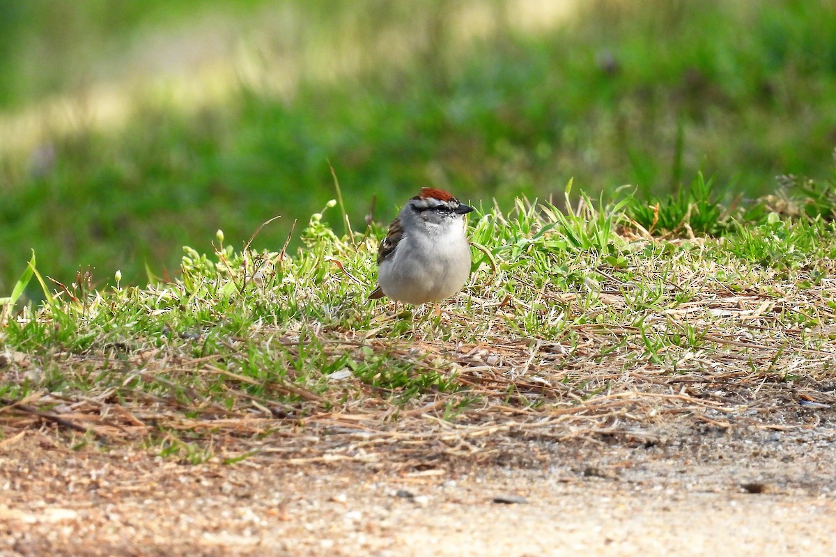 Chipping Sparrow - ML429548851