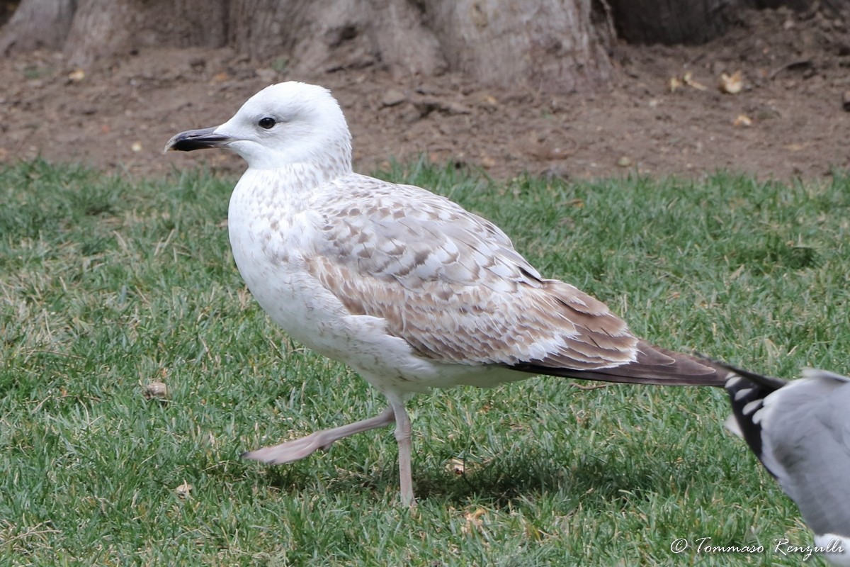 Goéland pontique - ML429549151