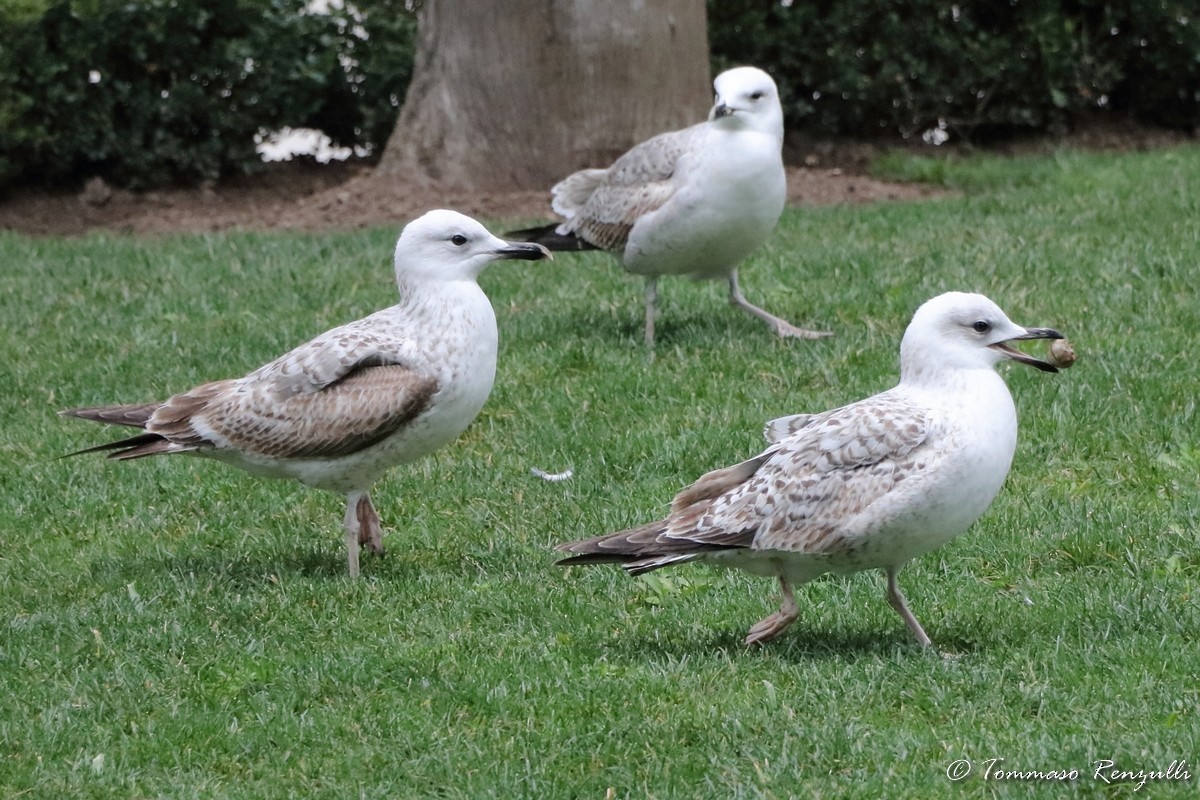 Caspian Gull - ML429549161