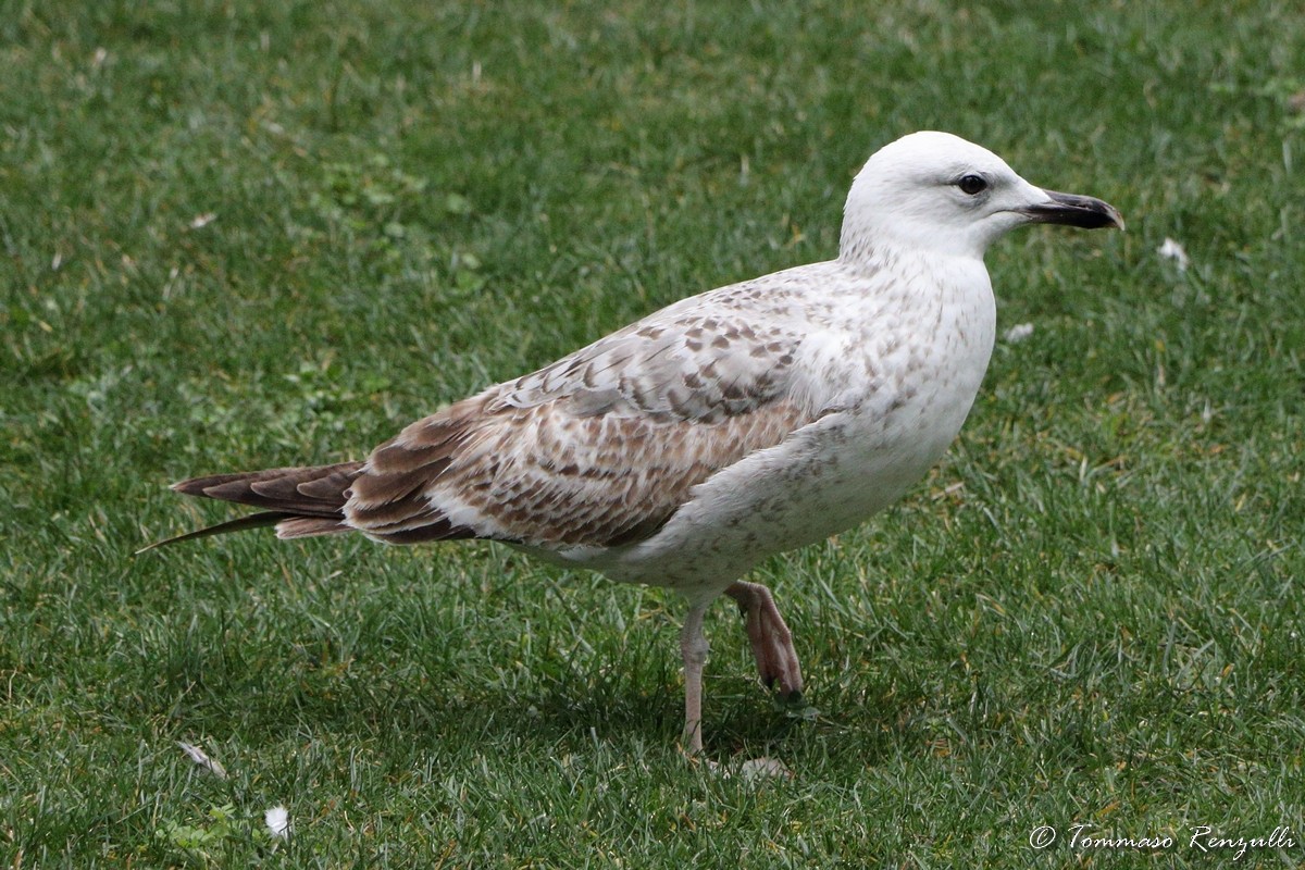 Caspian Gull - ML429549171