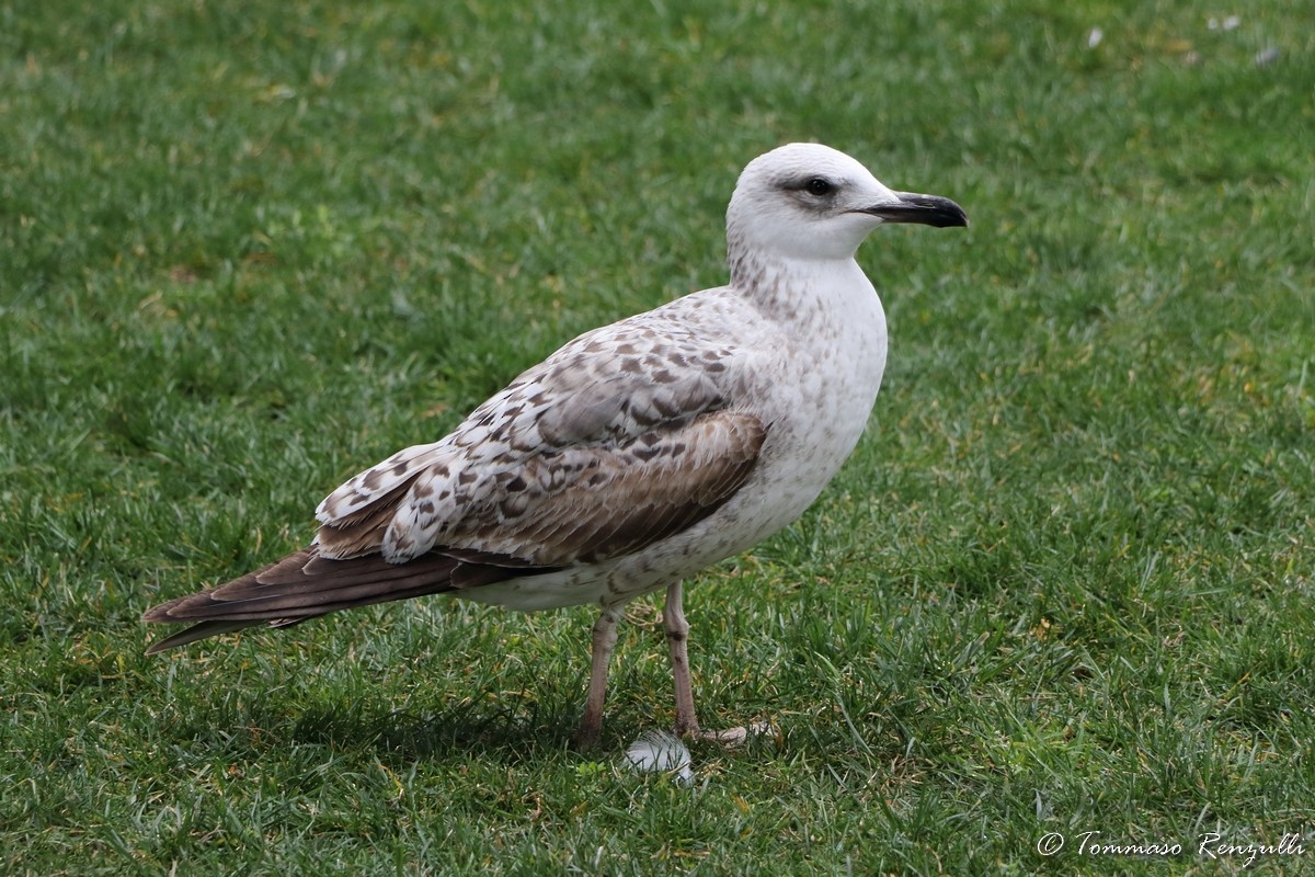 Yellow-legged Gull - ML429549521