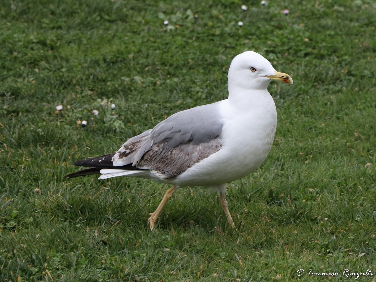 Yellow-legged Gull - ML429549531